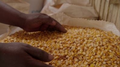 maize
