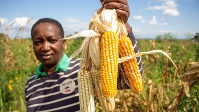 farmer with corn